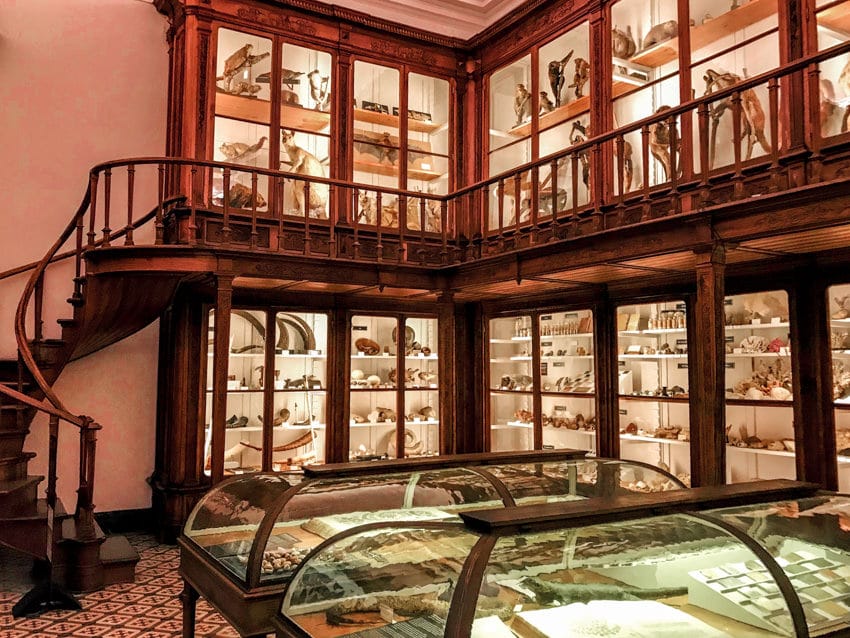 Cases and a spiral staircase in low light contain thousands of natural specimens: mammals and primates, tusks, corals, rocks. 