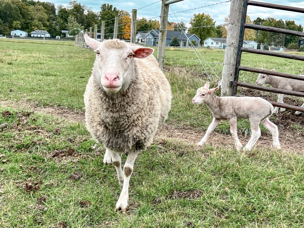 Sheep in an Amish farm field in Amish Country, Ohio