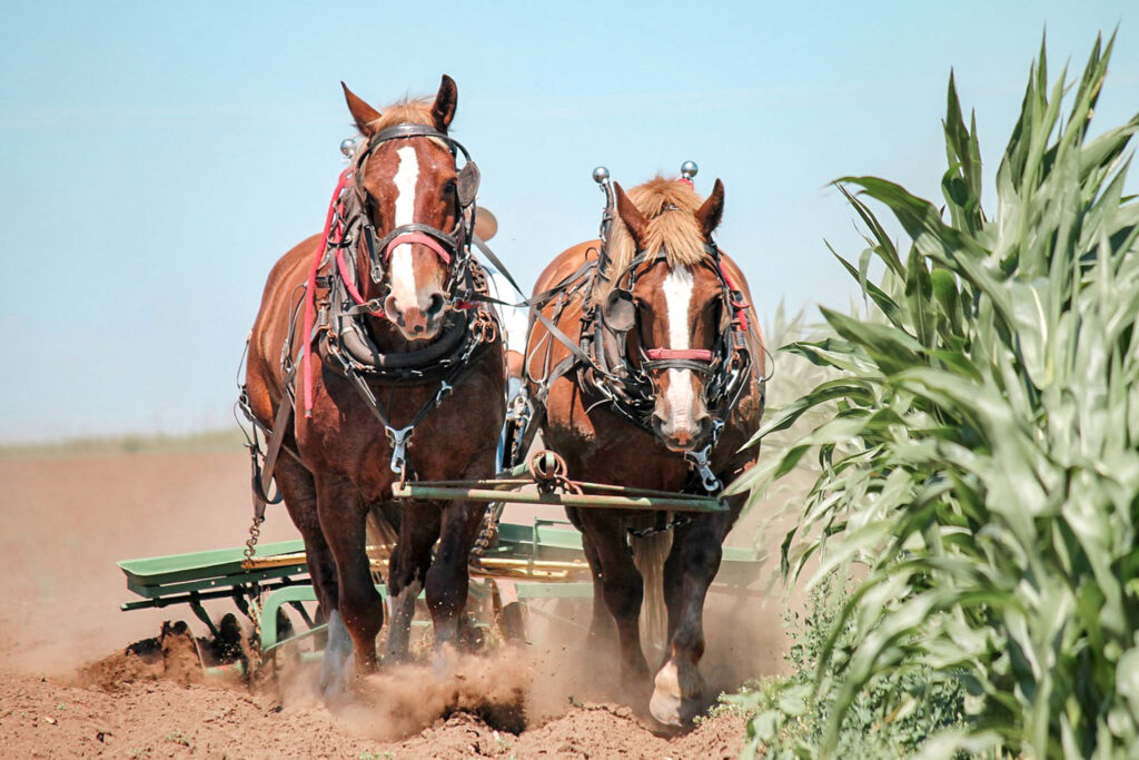 A team of horses harvesting grain in Lancaster county PA