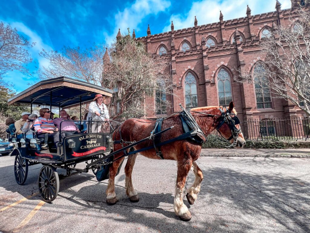 A carriage tour outside of the Cathedral of St. John the Baptist in Charleston, SC with the side of the church and its buttresses against a blue sky with a large horse in the foreground. 