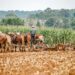 An Amish Farmer in the field with a team of horses harvesting grain.
