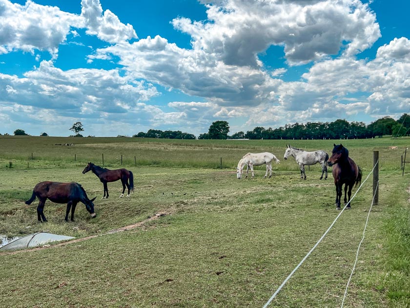 Horses and mules graze peacefully in a lush green pasture on an Amish farm in Lancaster, PA, enjoying the warm sunshine.