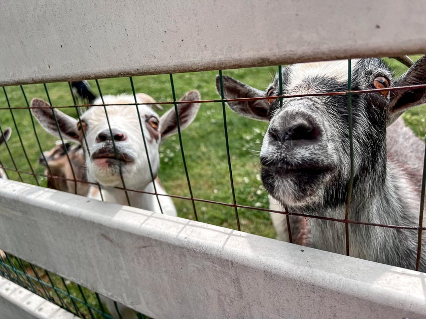 Two curious goats, one white and one black, peer through a fence with wide eyes, eager for attention.